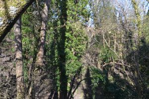 Woodland- click for photo gallery